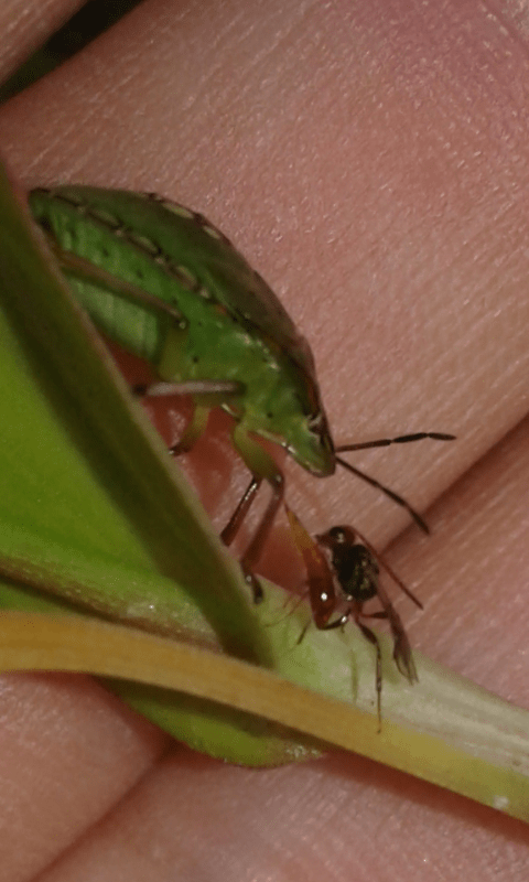Imenottero che parassita cimice:  Aridelus rufotestaceus (Braconidae)